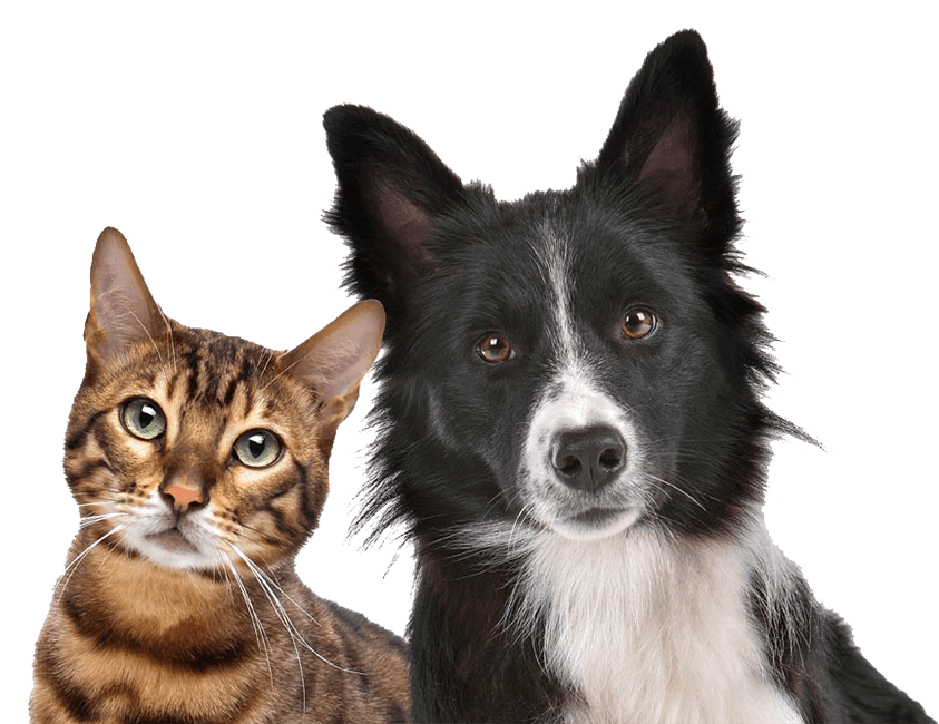 manipulação de medicamentos para cães e gatos