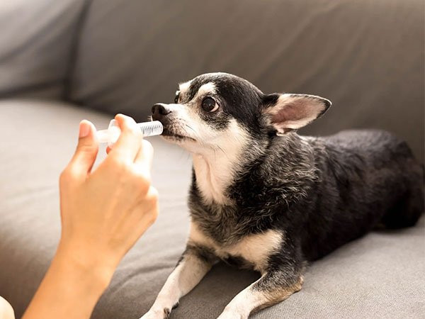 fórmula manipulada para cachorro