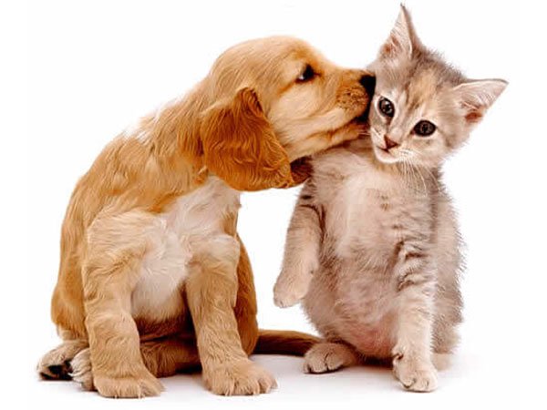 pets cuidados com carinho