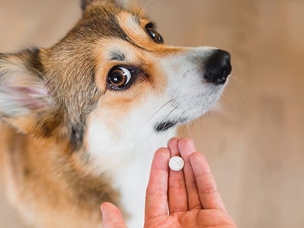 remédio para cachorro